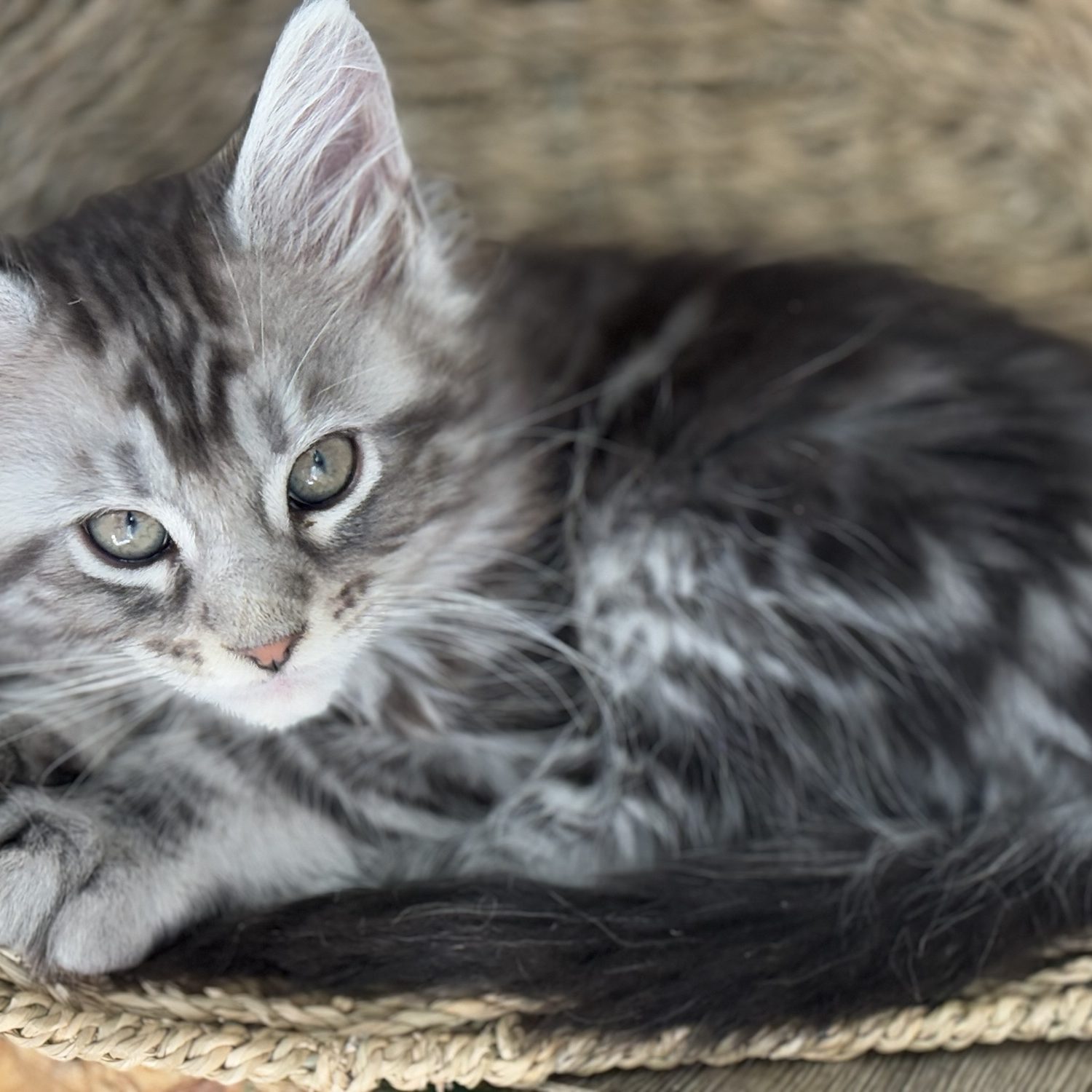 mainecoon kitten, black silver