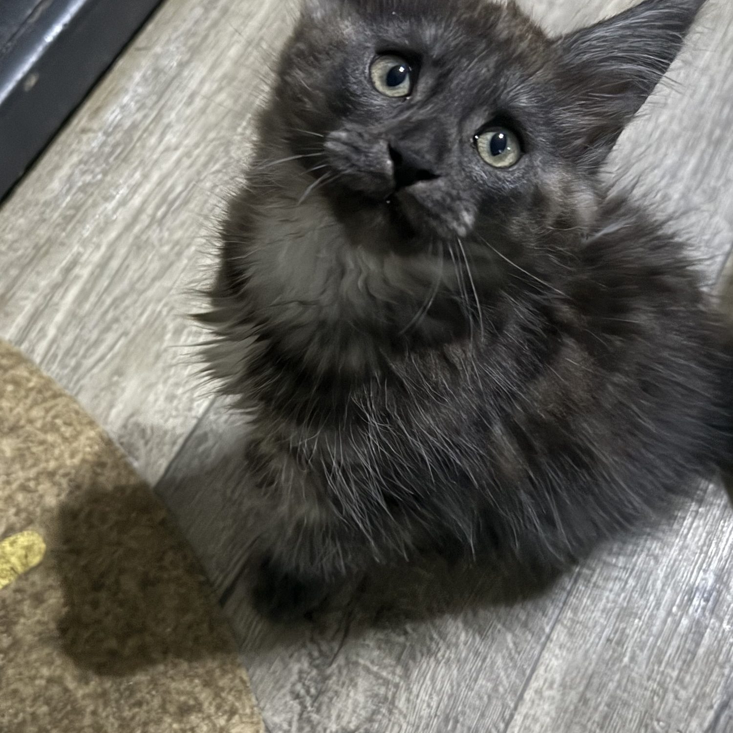 black smoke maine coon