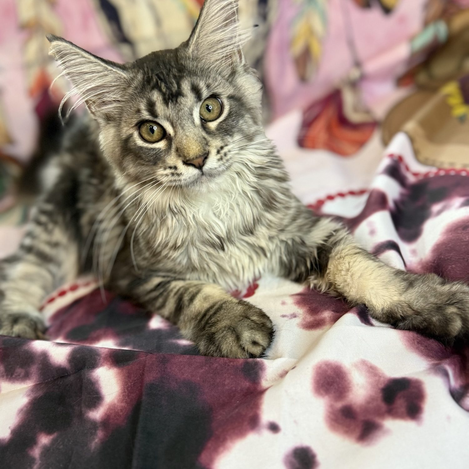 Female Black Silver Maine Coon